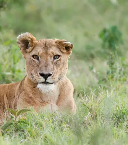 GALERIE FOTO. „Leul”, al treilea episod al seriei „Dinastii”, va fi difuzat astăzi, 6 decembrie, la BBC Earth