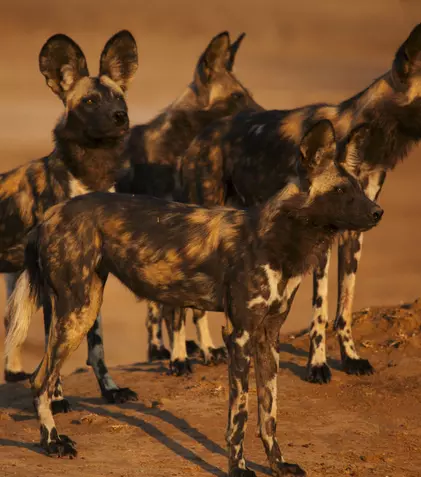 GALERIE FOTO. Al patrulea episod al seriei „Dinastii”, „Câinele sălbatic african”, e difuzat astăzi, la BBC Earth