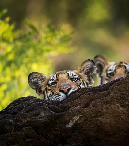 GALERIE FOTO. În această seară, se termină serialul documentar „Dinastii”, cu episodul „Tigrul”