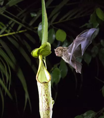 Netflix lansează în premieră trailerul extins pentru documentarul „Planeta noastră”