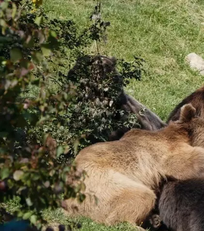 Sanctuarul de urşi de la Zărnești, în centrul atenției, la „Dosar România”. „Cred într-un cer fără gratii”