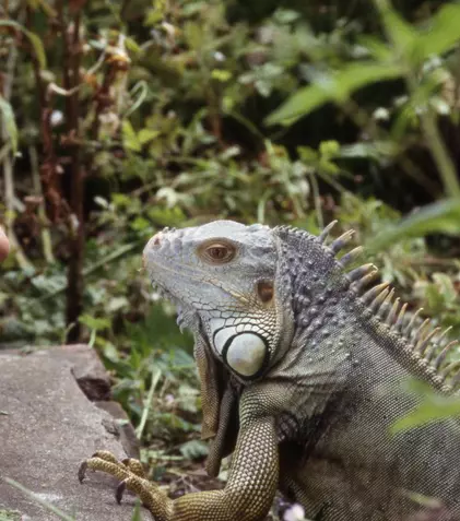 Pe vremea când David Attenborough nu era „Sir”. Cum și-a început cariera celebrul naturalist britanic