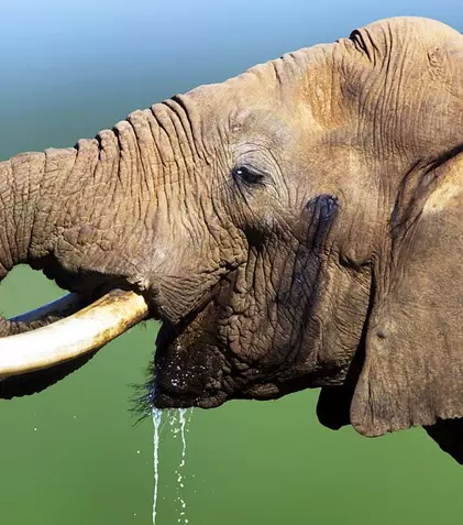 Documentarul „Atuurile animalelor” are premiera astăzi la BBC Earth | FOTO