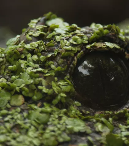 Ce vedem la National Geographic și National Geographic Wild în octombrie 2026. Premierele lunii