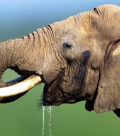 Documentarul „Atuurile animalelor” are premiera astăzi la BBC Earth | FOTO