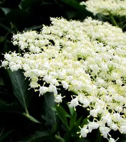 Socul, arbore medicament. Cum poate fi utilizat