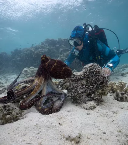 Când are premiera „Secretele caracatiței” pe National Geographic Wild. Regizat de James Cameron, serialul a fost premiat cu Emmy