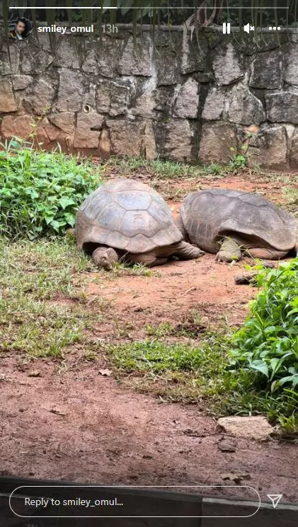 gina-pistol-smiley-vacanta-1