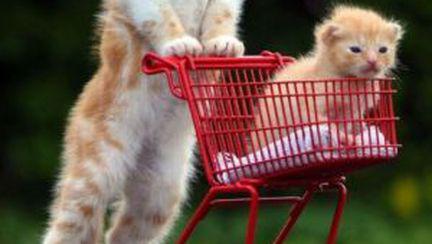 Mergem la cumpărături
