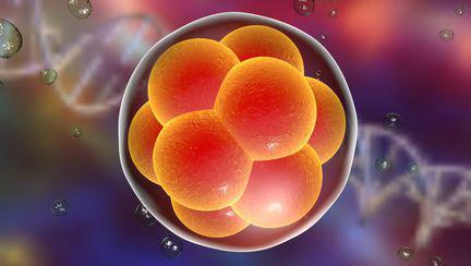S-a reusit crearea primului embrion fara sperma sau ovul