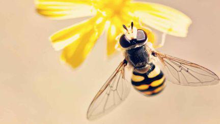 (P) Care sunt cele mai indicate produse apicole de consumat pe timpul verii?