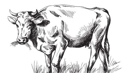 Boul și vițelul, de Grigore Alexandrescu