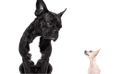 Câinele și cățelul, de Grigore Alexandrescu. Fabula și morala ei