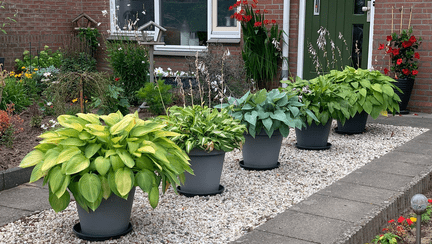 Cum să transformi aleea de grădină într-un spațiu atractiv? 10 sugestii practice