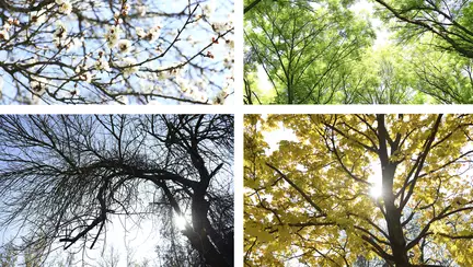 Horoscop - Ce influenta are zodiacul arboricol asupra copilului tau