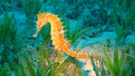 Cei mai buni tătici din lumea animalelor