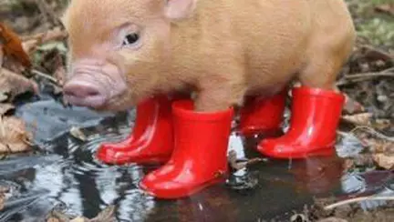 Of, iar trebuie să-mi iau cizmulițele de ploaie!