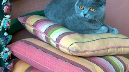 Cât de periculoase sunt bolile animalelor pentru tine