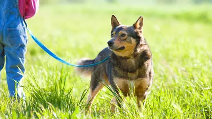 Cum să-l ferești de boala Lyme