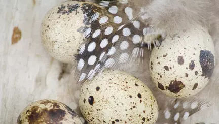 Oul de prepeliță face minuni pentru tenul tău!