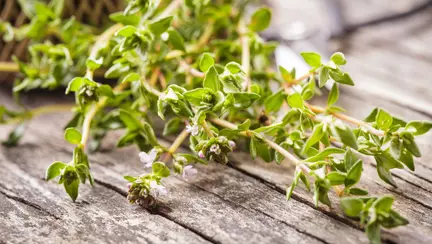 Cimbrul te scapă de candidoză