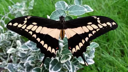 Invitație în lumea fluturilor