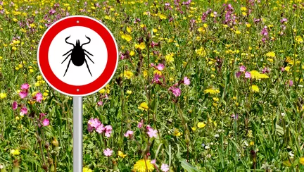 Cum să înlături corect o căpușă