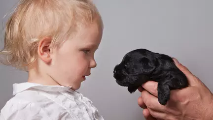 Învață copilul cum să se comporte cu un câine