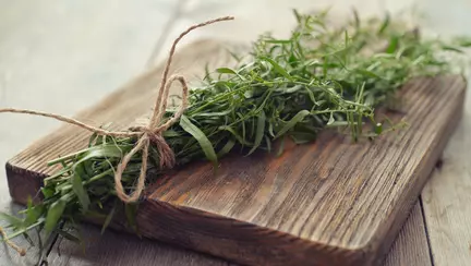 Ce să vindeci cu tarhon