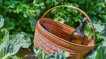 5 vinuri medicinale- cum să le prepari