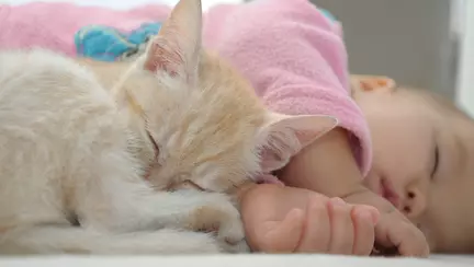 De ce să îi iei o pisică