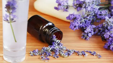 7 lucruri pe care nu le știai despre lavandă