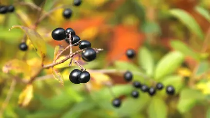 O fetita a murit si alta se afla in coma la spital dupa ce au mancat fructe ce credeau ca sunt afine