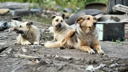 O fetita din Iasi, muscata de caini pe strada