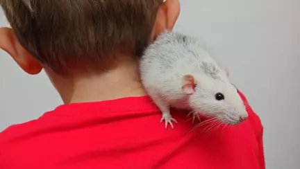 La ce să fim atenți când cumpărăm animale de companie pentru copii. Un băiețel a murit din cauza unui hamster