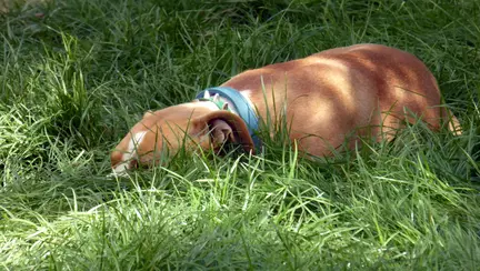 Un copil de 4 ani a fost ucis de cainele familiei