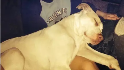 Un pitbull a salvat un copil in timp ce mama lui incerca sa il inece