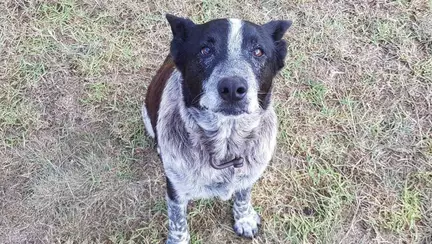 Fetita de 3 ani salvata de un caine orb si surd