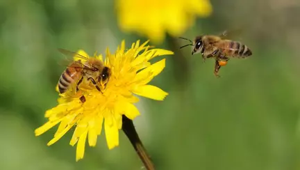 Ce faci daca pe copilul tau l-a intepat o albina