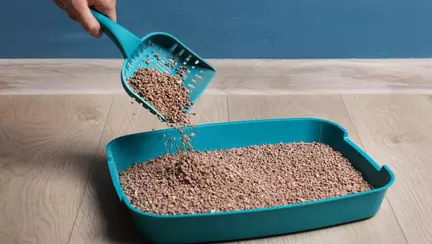 Cat de periculos este sa cureti litiera pisicii in timpul sarcinii?