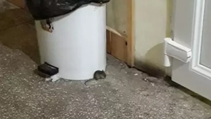 Soareci, in acelasi salon cu proaspete mamici la maternitate