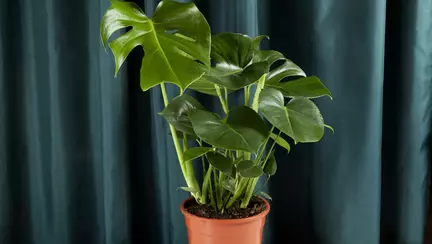 11 plante de apartament periculoase pentru copii