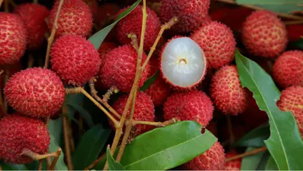 Fructul din cauza căruia au murit sute de copii