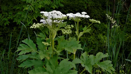 Cum arată planta care poate să producă arsuri grave
