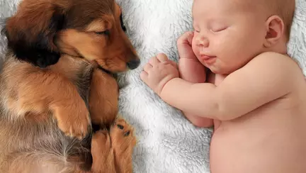 Cu sau fără animale de companie când se naște copilul?