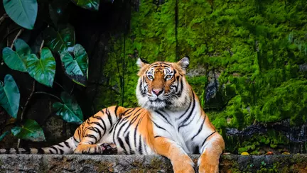 Animale pe cale de dispariție, din România și din lume