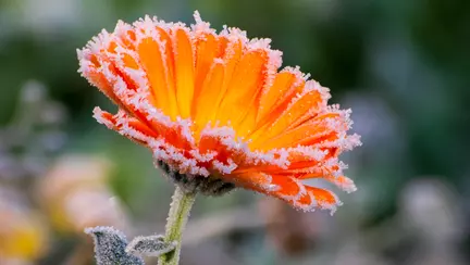 Bruma - Ce este și când se formează bruma