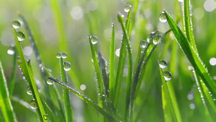 Roua - Cum explicăm roua pe înțelesul copiilor