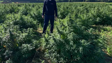 (P) Scăderea în greutate după sarcina, mai simplă cu ulei CBD