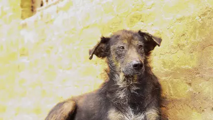 O fetiță mușcată de un maidanez va primi daune morale de 17.000 de euro